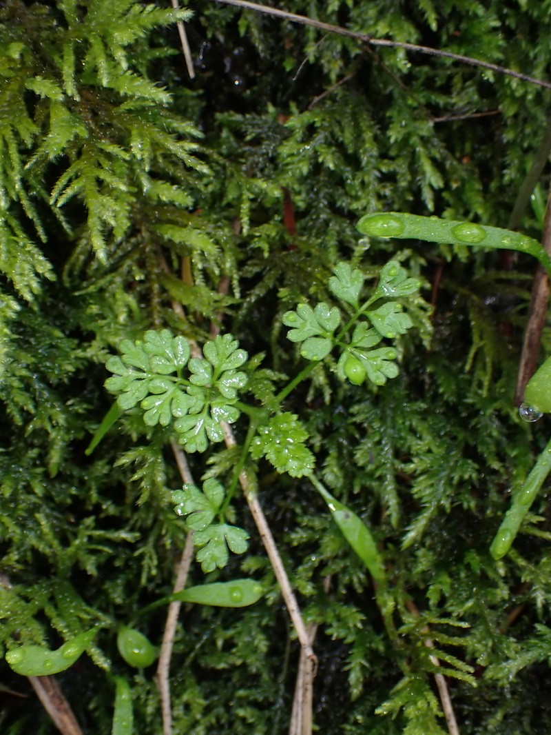 Bur Chervil photo 4