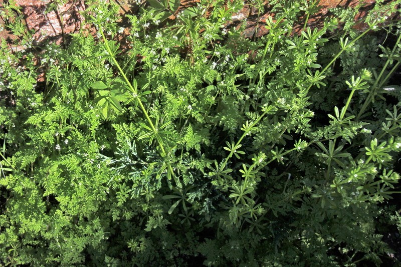 Bur Chervil photo 5