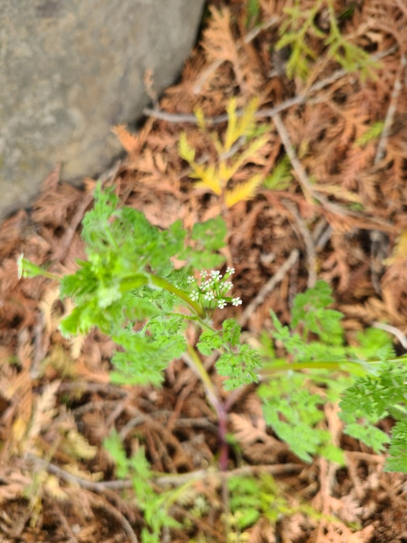 Bur Chervil photo 6