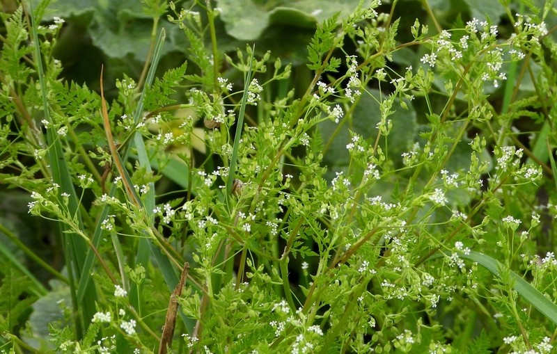 Bur Chervil photo 7
