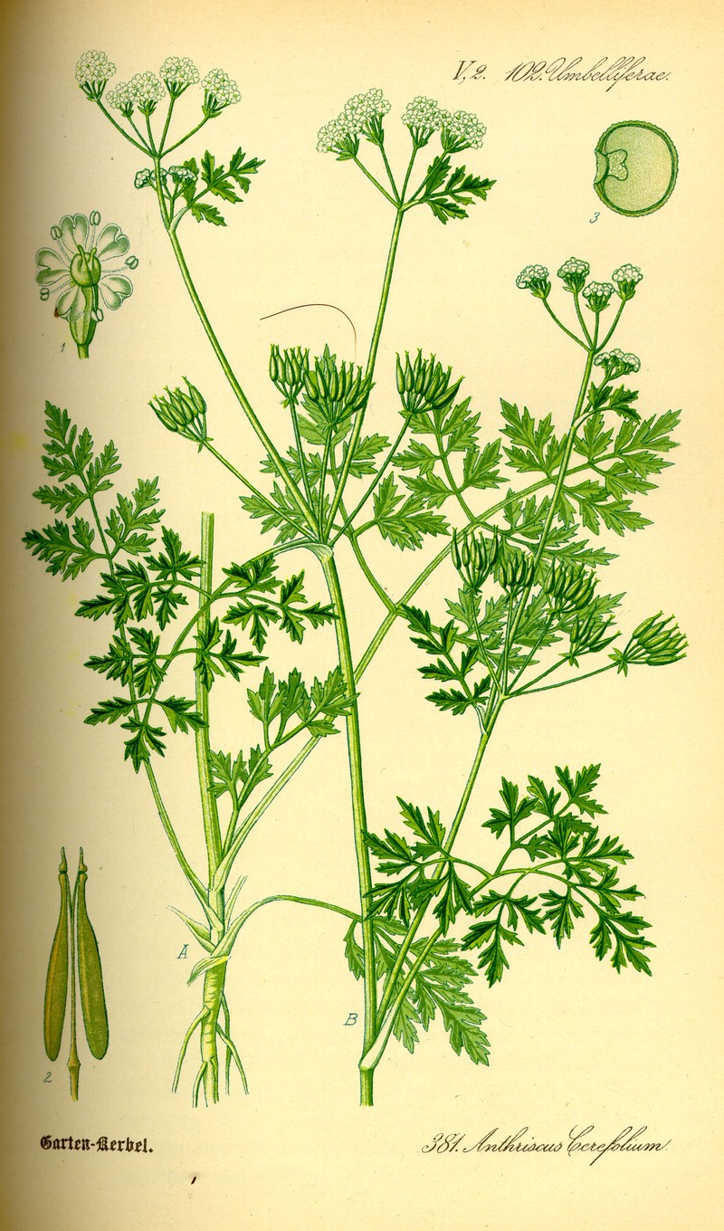Garden Chervil