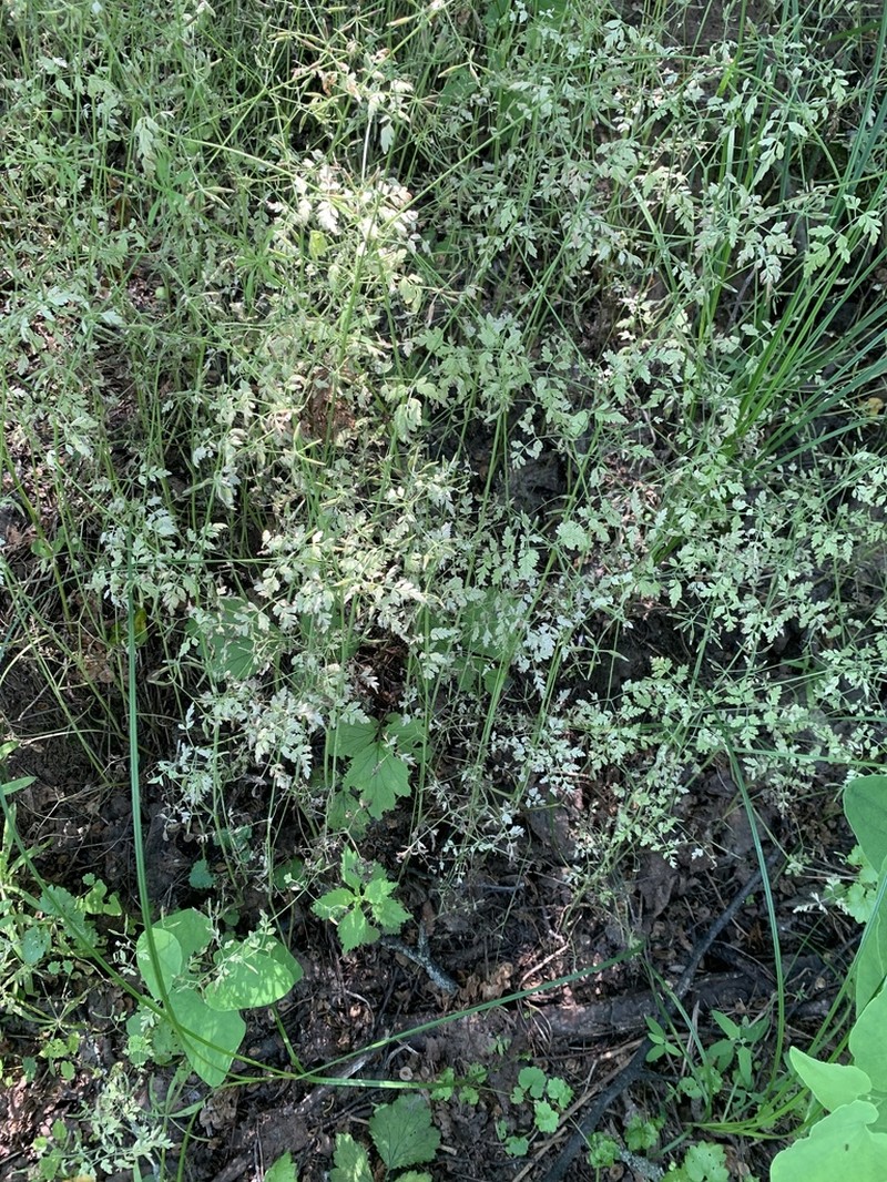 Garden Chervil photo 2