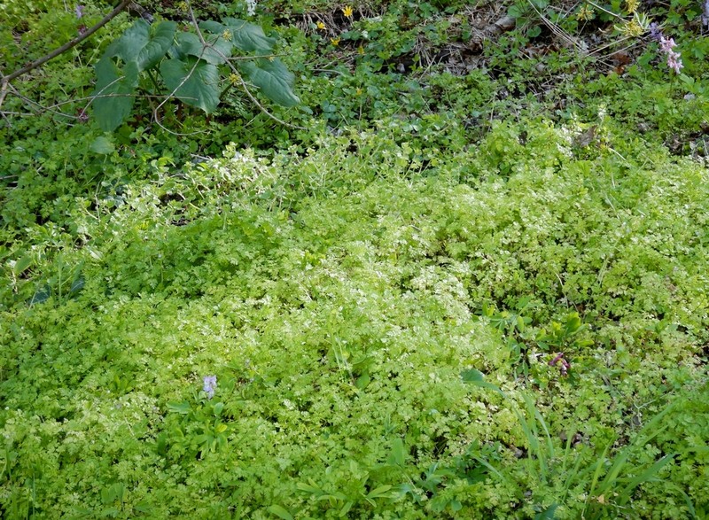 Garden Chervil photo 3