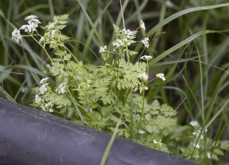 Garden Chervil photo 4