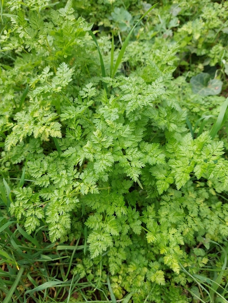 Garden Chervil photo 5