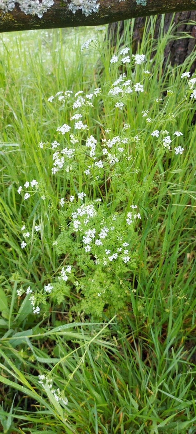 Garden Chervil photo 6
