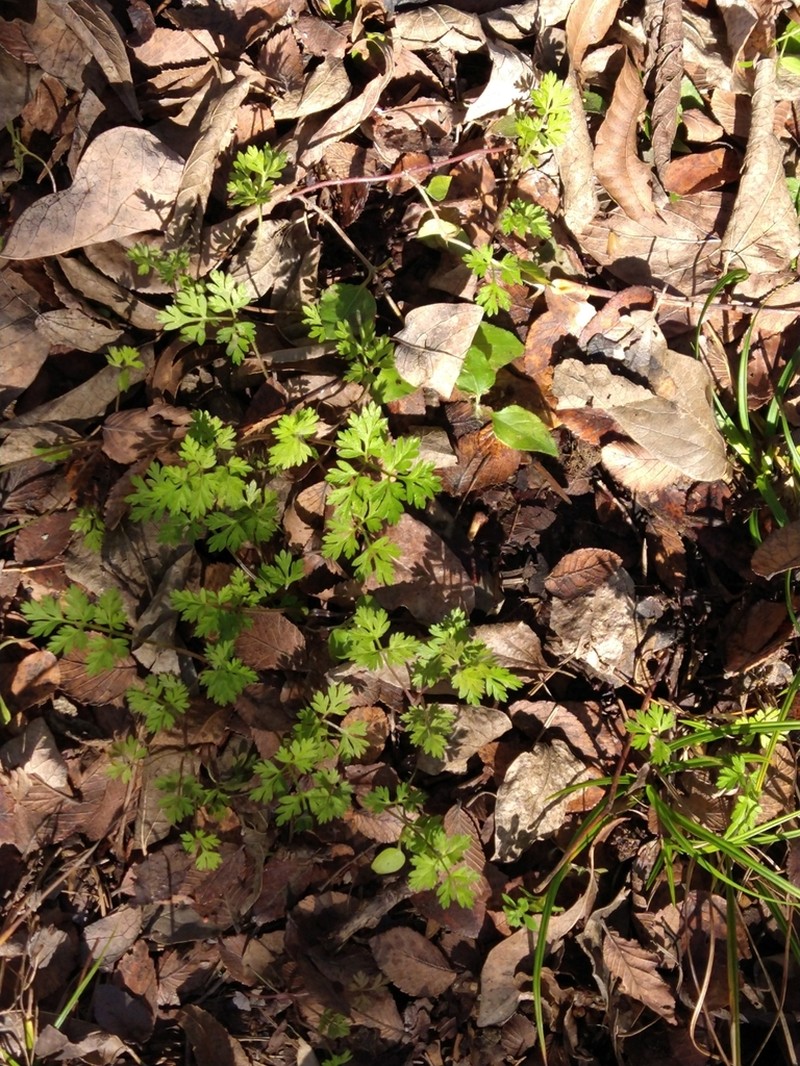 Garden Chervil photo 7