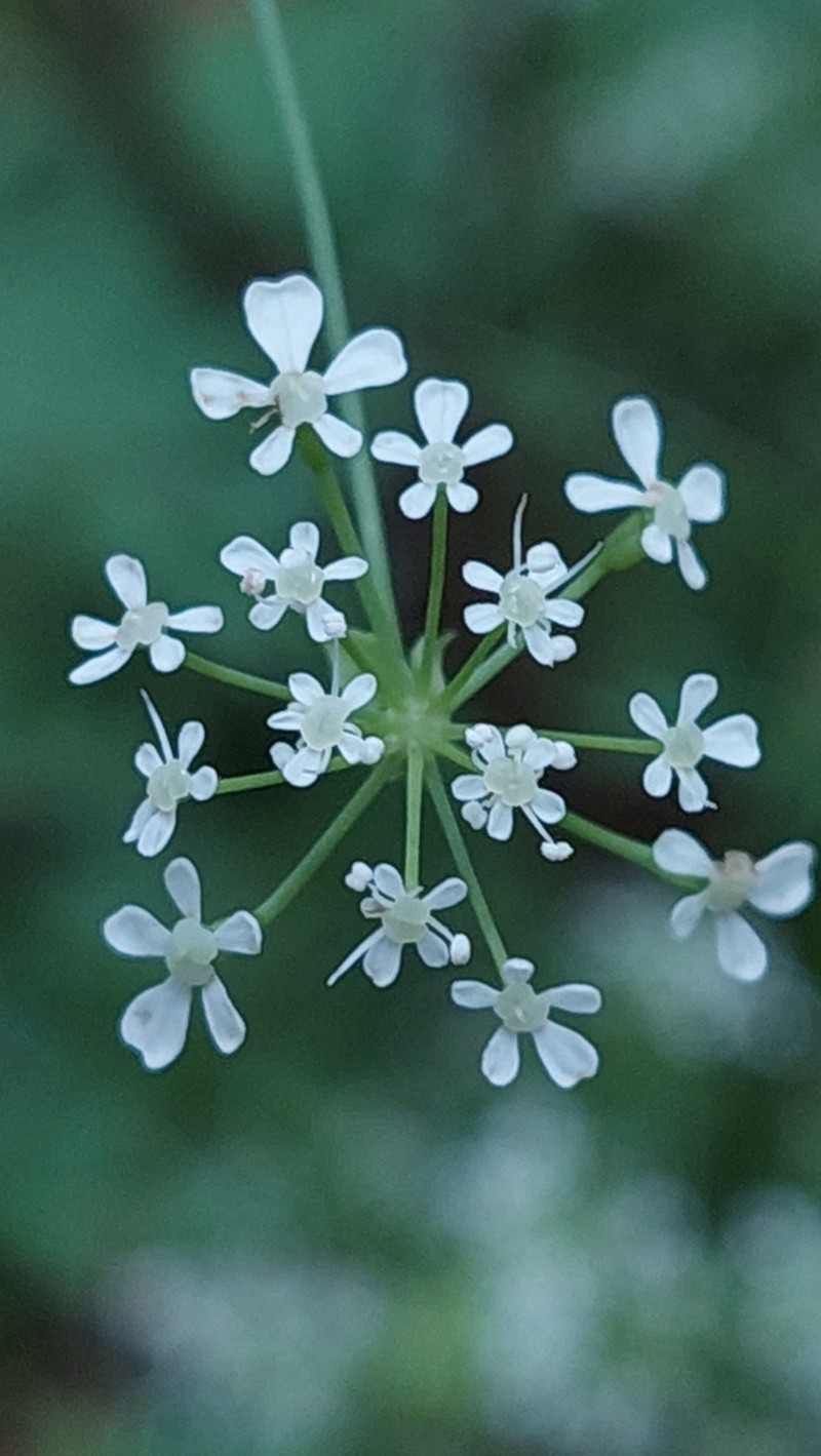 Anthriscus fumarioides photo 2
