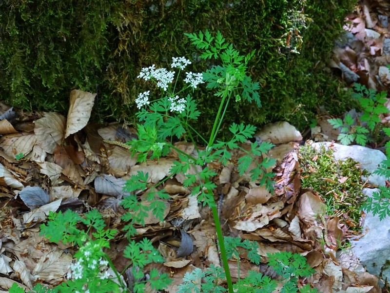 Anthriscus fumarioides photo 3