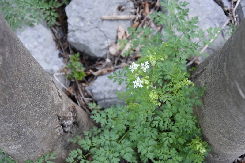 Anthriscus fumarioides photo 6