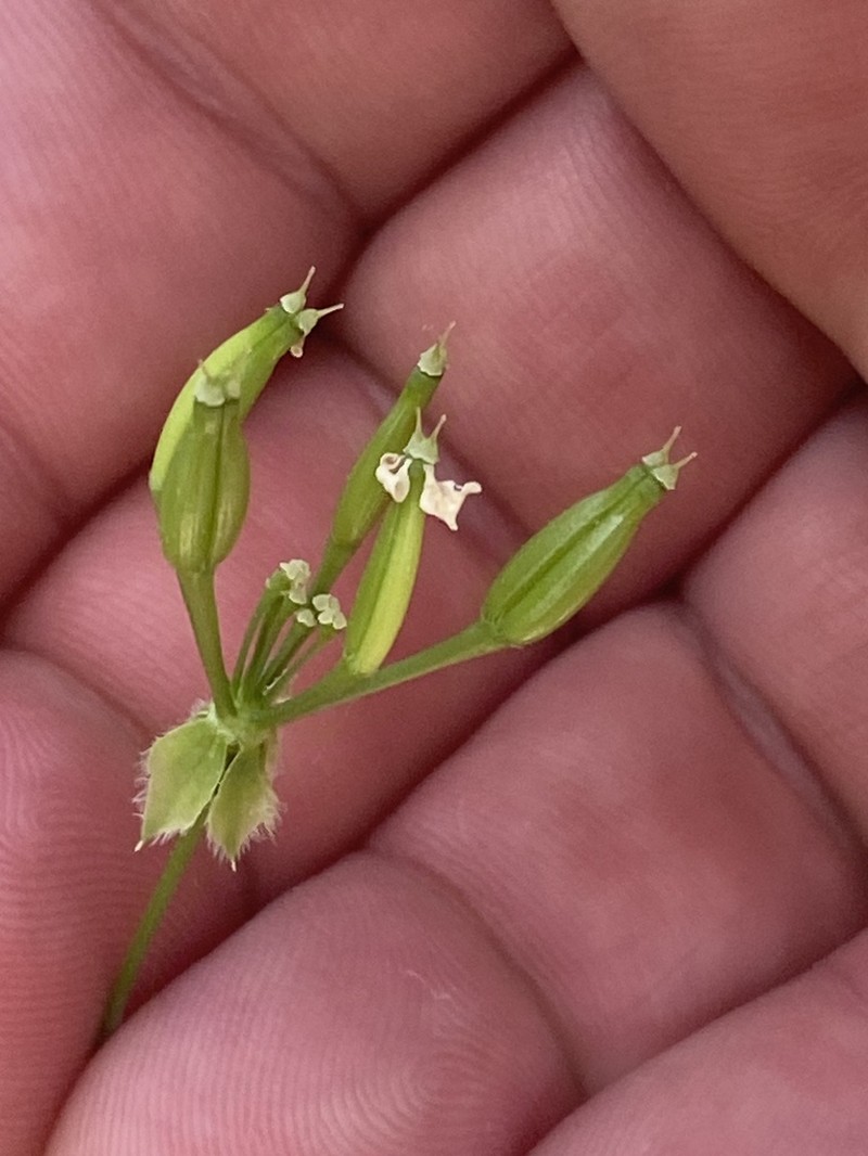 Anthriscus lamprocarpus