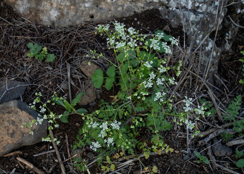 Anthriscus lamprocarpus photo 2