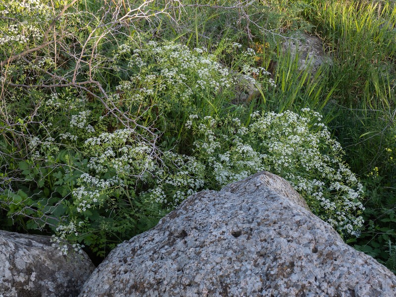 Anthriscus lamprocarpus photo 3