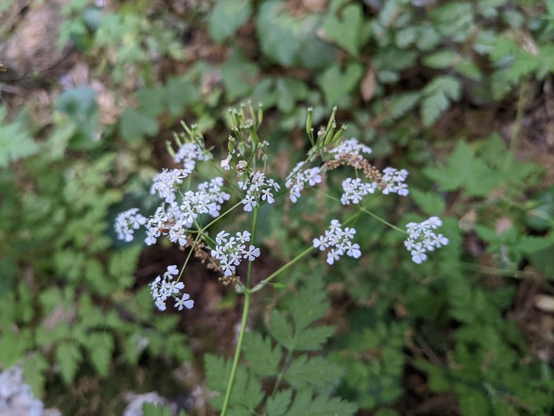 Anthriscus lamprocarpus photo 4