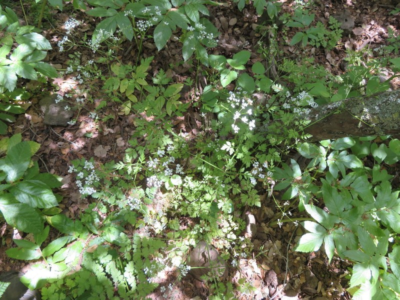 Anthriscus lamprocarpus photo 5