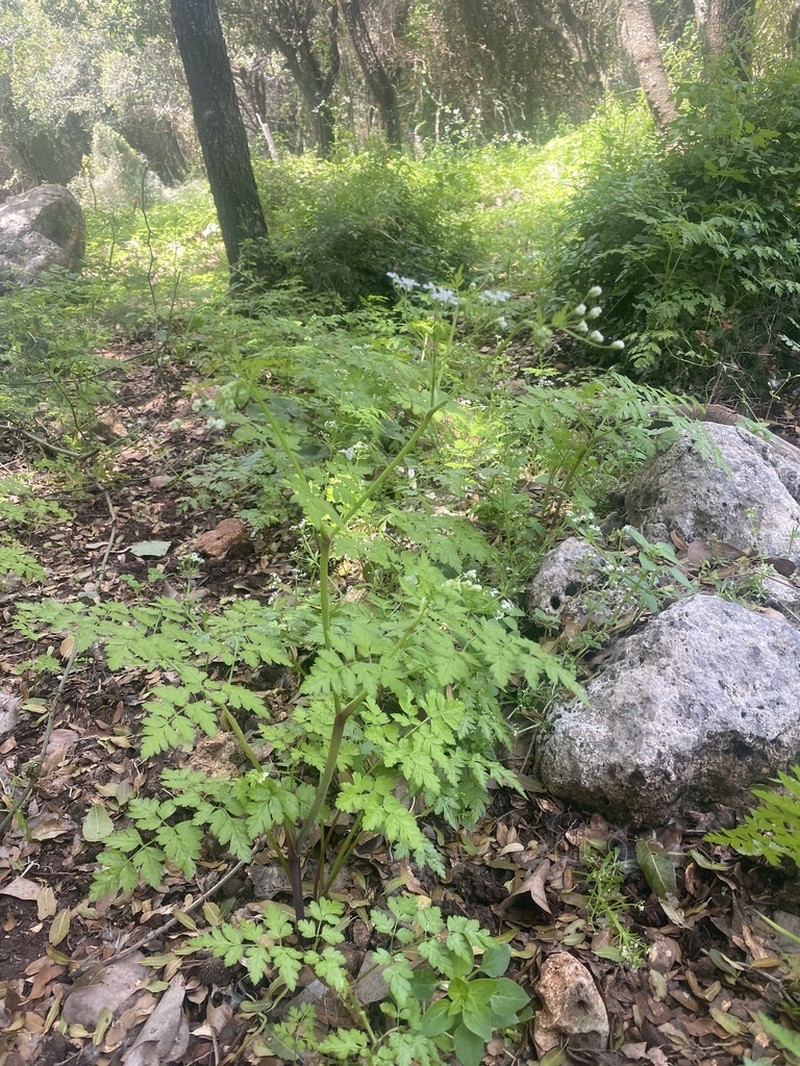 Anthriscus lamprocarpus photo 6