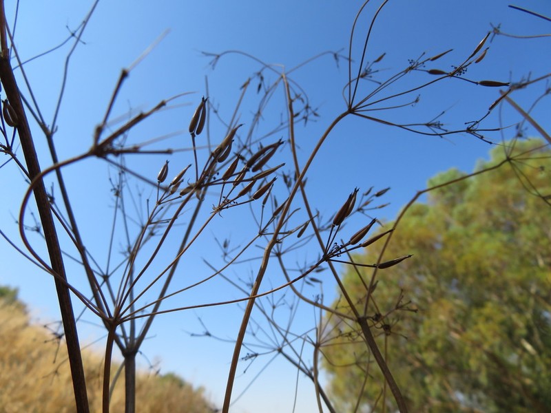 Anthriscus lamprocarpus photo 7