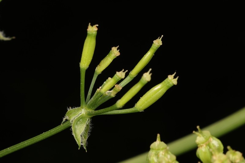 Anthriscus lamprocarpus photo 8