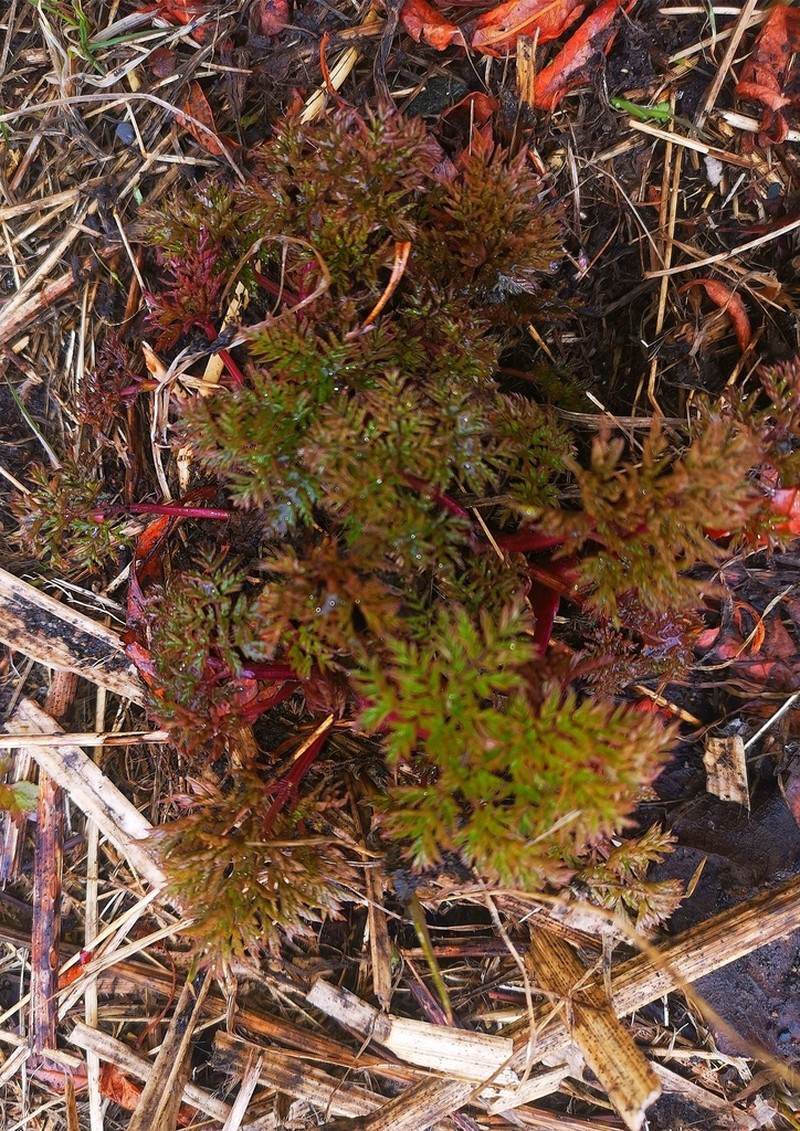 Anthriscus nemorosus photo 3