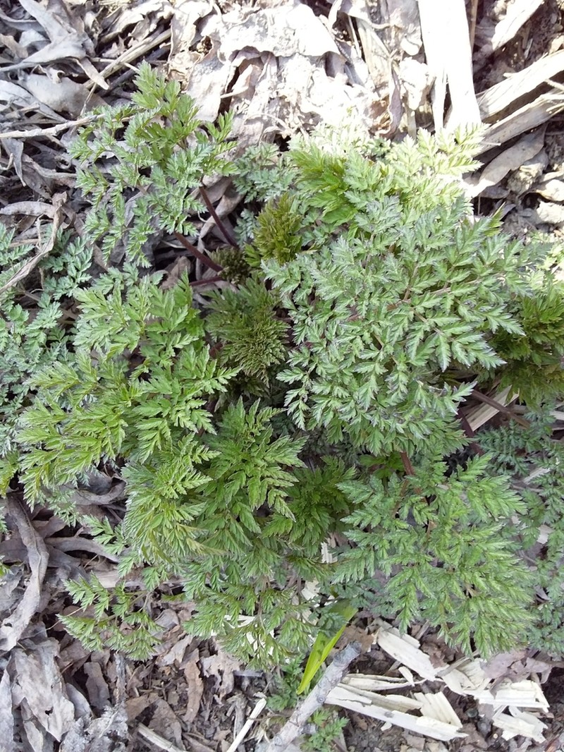 Anthriscus nemorosus photo 4