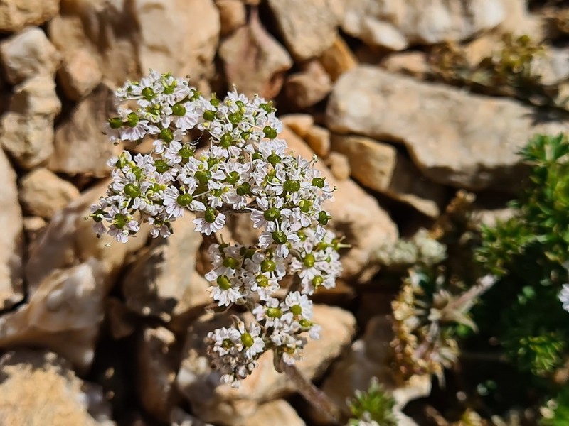Anthriscus ruprechtii photo 2