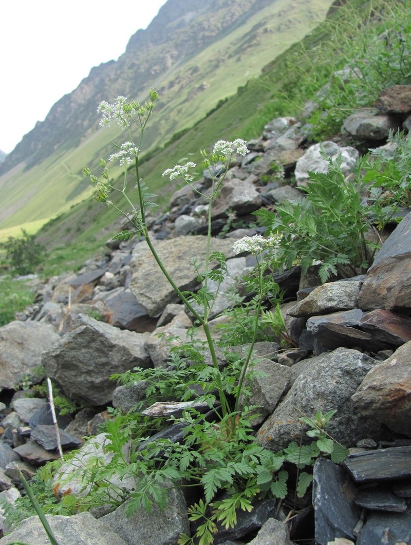 Anthriscus ruprechtii photo 3