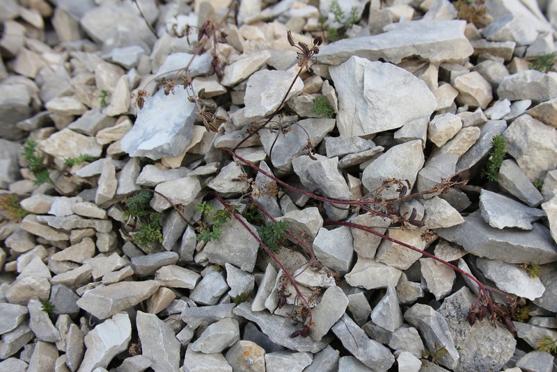 Anthriscus ruprechtii photo 4