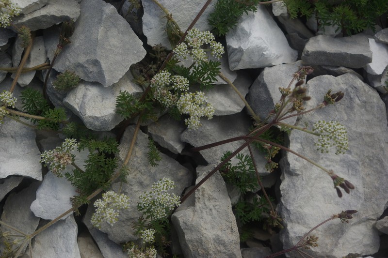 Anthriscus ruprechtii photo 5