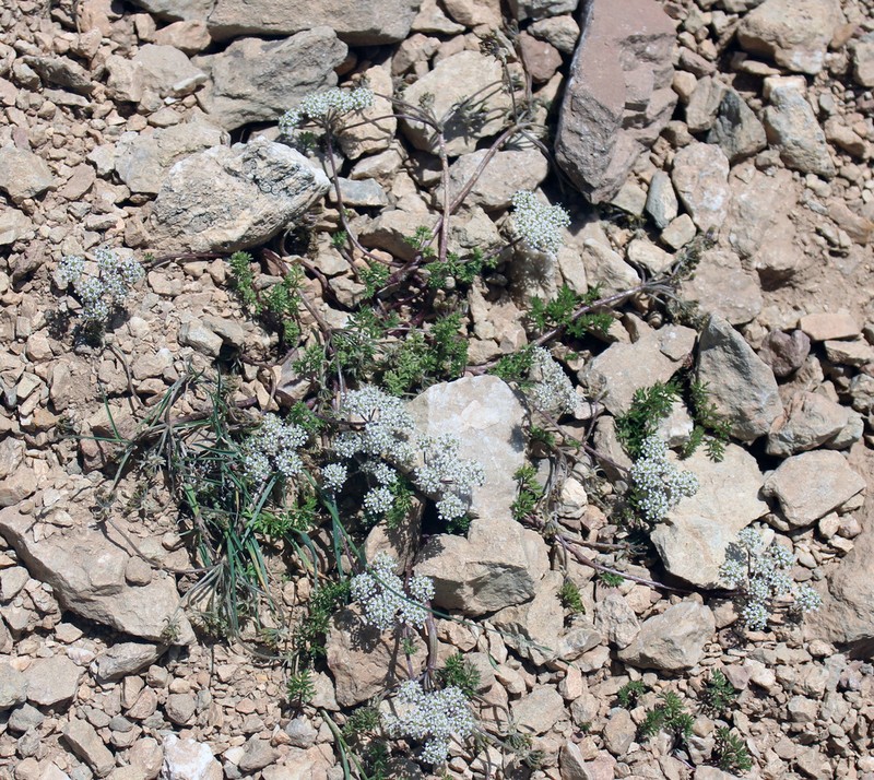 Anthriscus ruprechtii photo 6