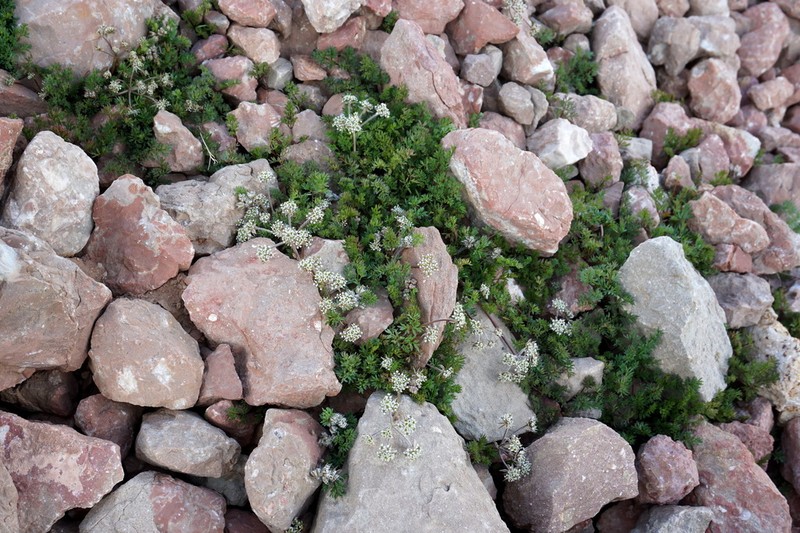 Anthriscus ruprechtii photo 7