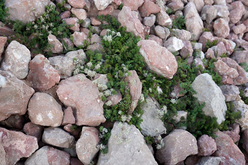 Anthriscus ruprechtii photo 8