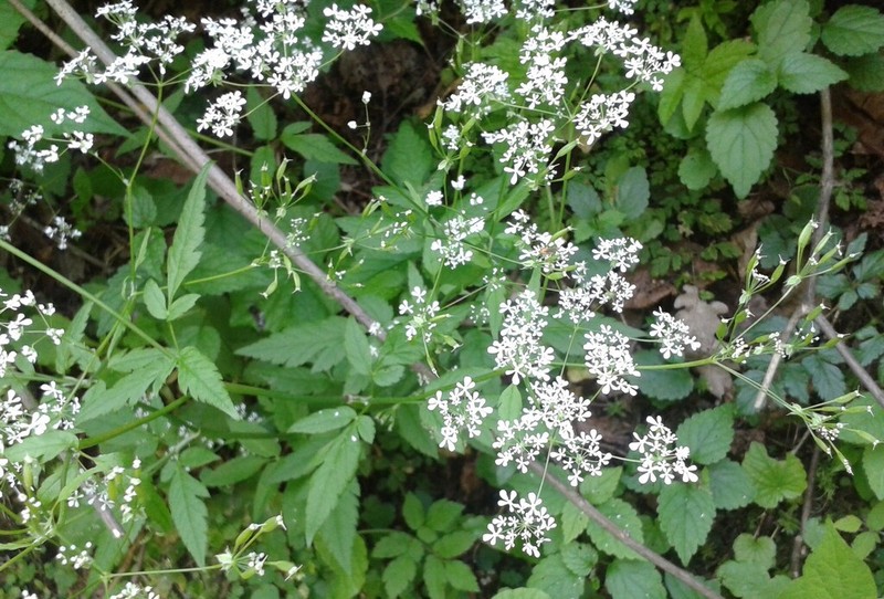 Anthriscus schmalhausenii photo 2