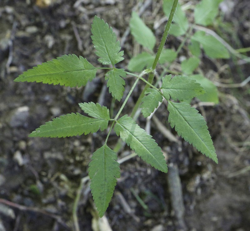 Anthriscus schmalhausenii photo 3
