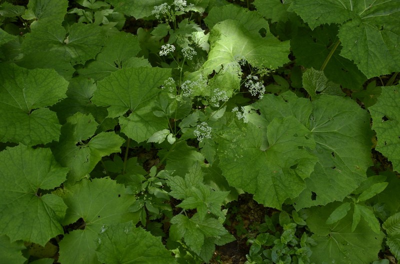 Anthriscus schmalhausenii photo 4