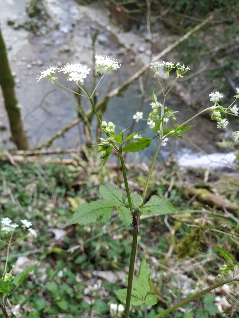 Anthriscus schmalhausenii photo 5
