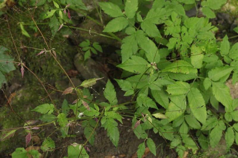 Anthriscus schmalhausenii photo 6