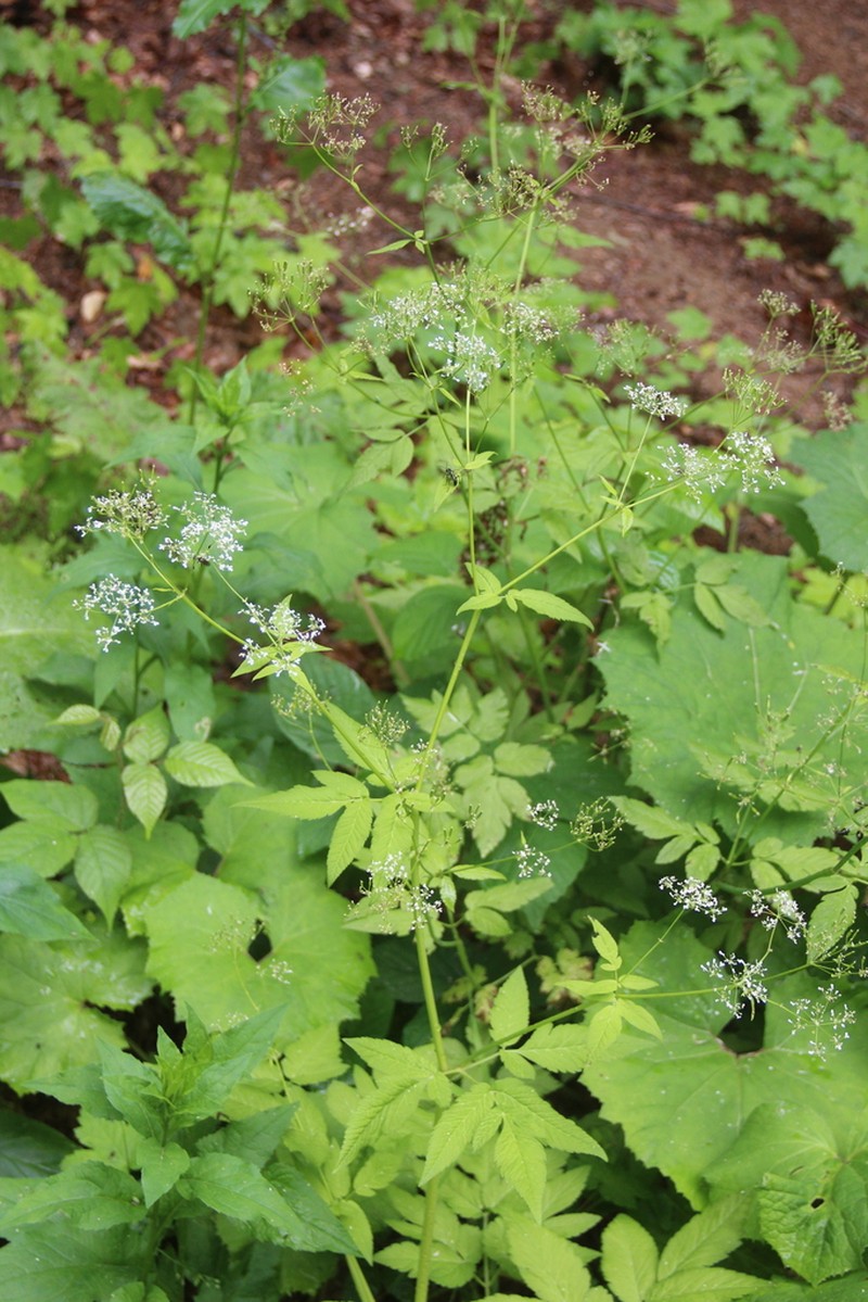 Anthriscus schmalhausenii photo 7