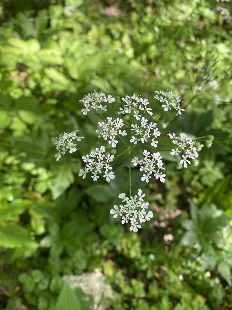 Anthriscus schmalhausenii photo 8