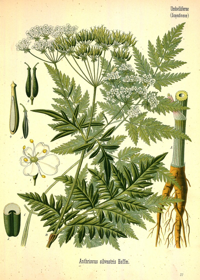 Wild Chervil photo 2
