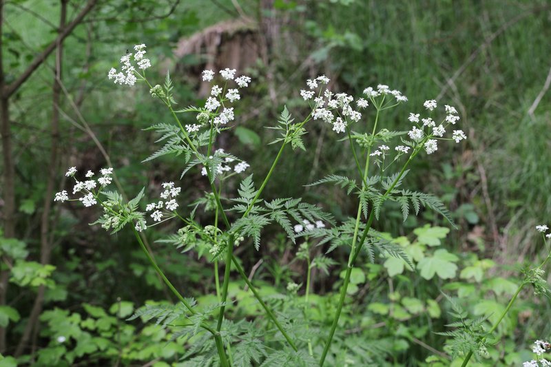 Wild Chervil