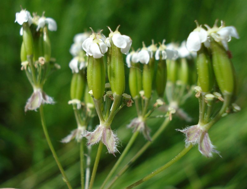Wild Chervil photo 3