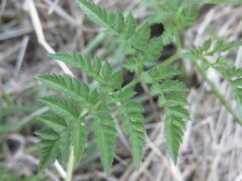 Wild Chervil photo 5
