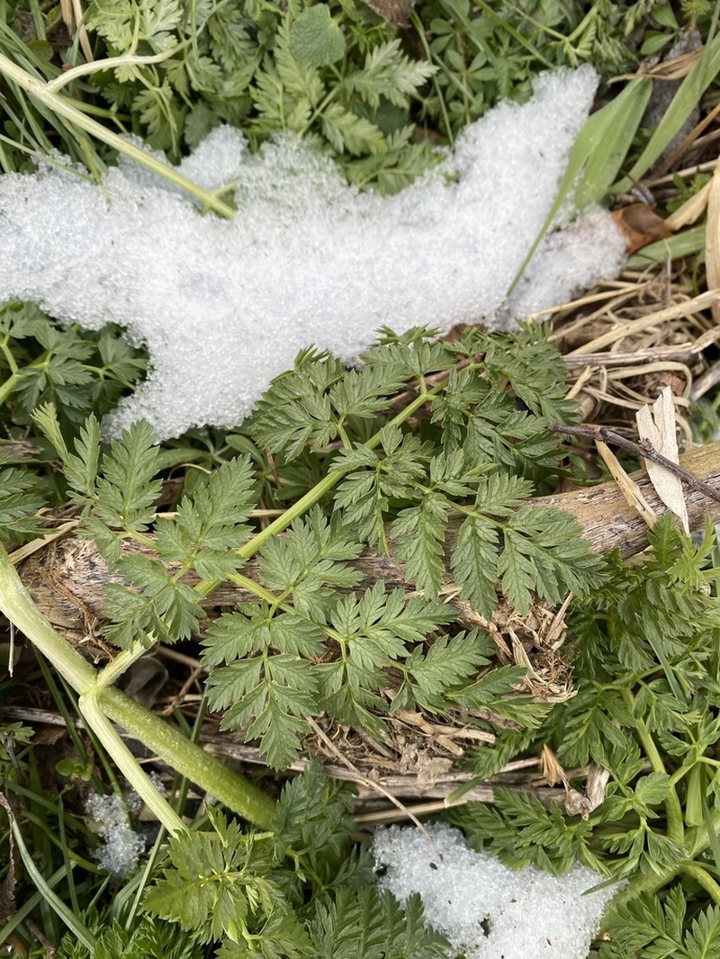 Wild Chervil photo 6
