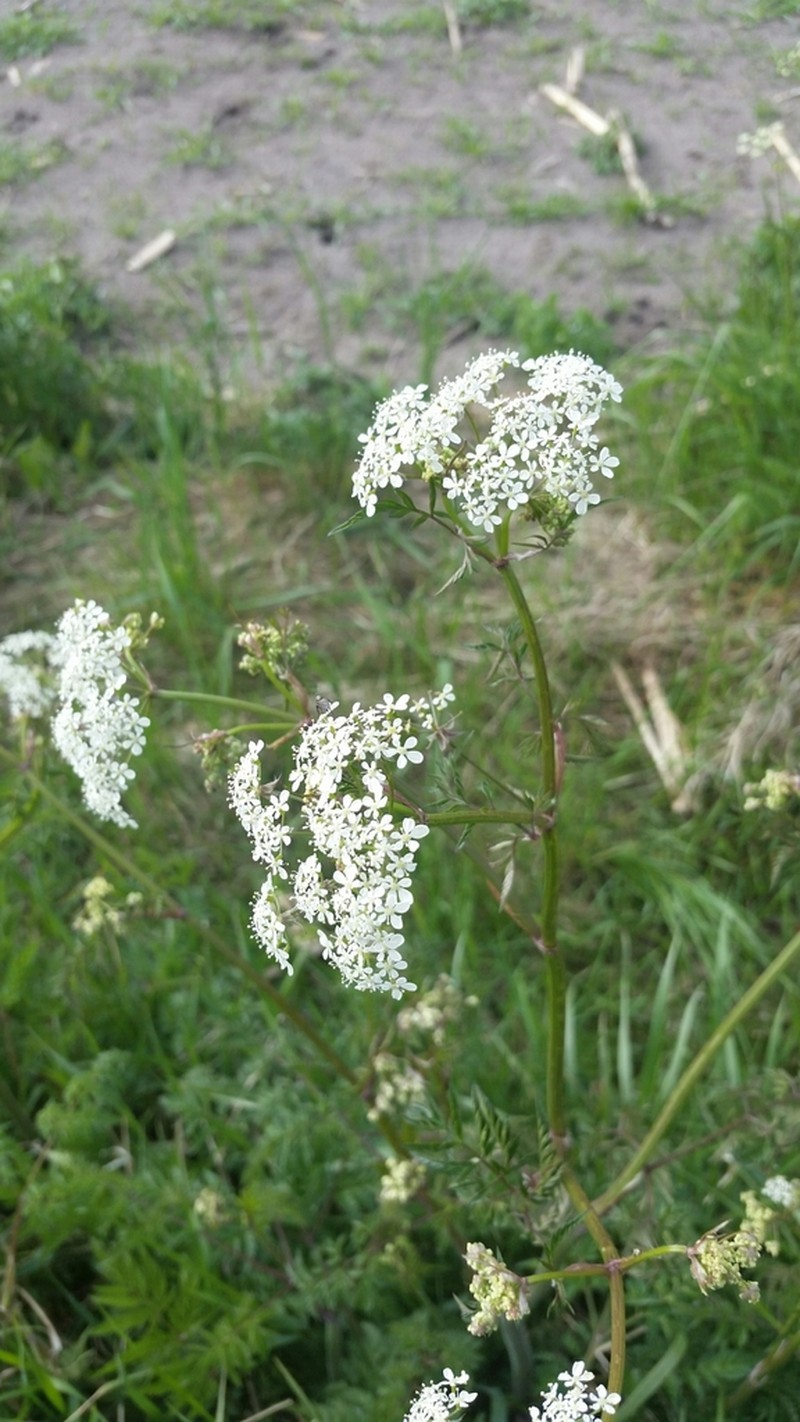 Wild Chervil photo 7
