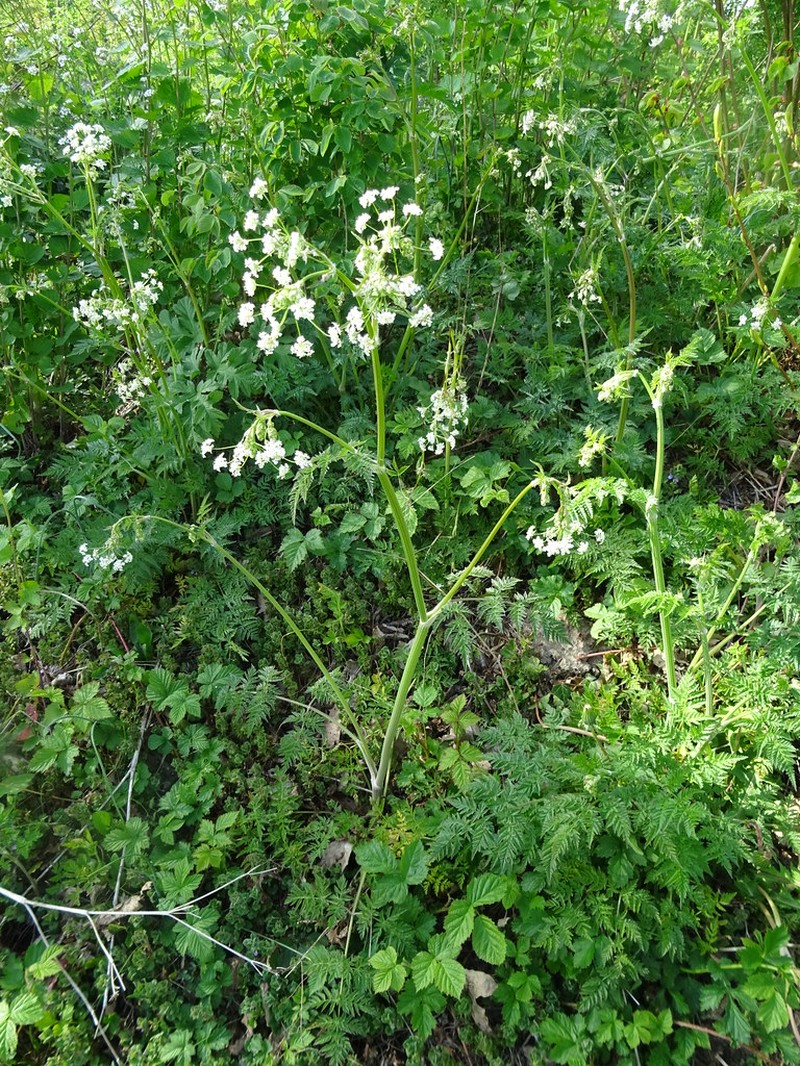 Anthriscus sylvestris subsp. stenophyllus
