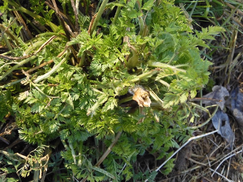 Anthriscus sylvestris subsp. sylvestris
