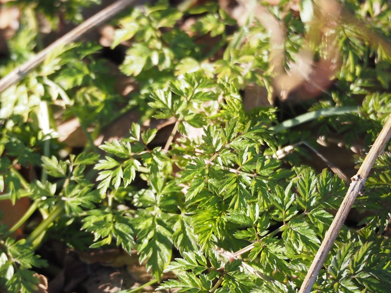 Anthriscus sylvestris subsp. sylvestris photo 2