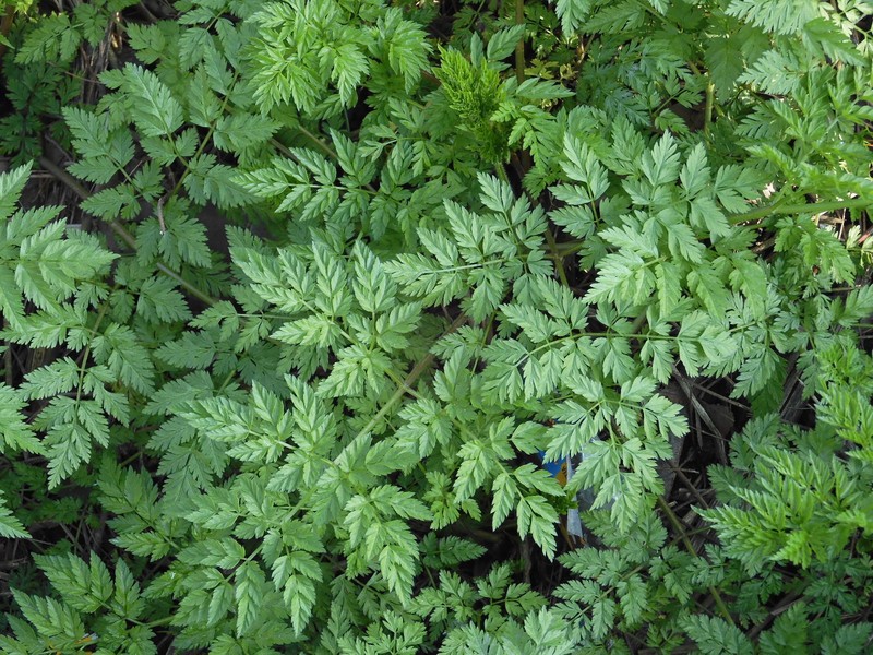 Anthriscus sylvestris subsp. sylvestris photo 3