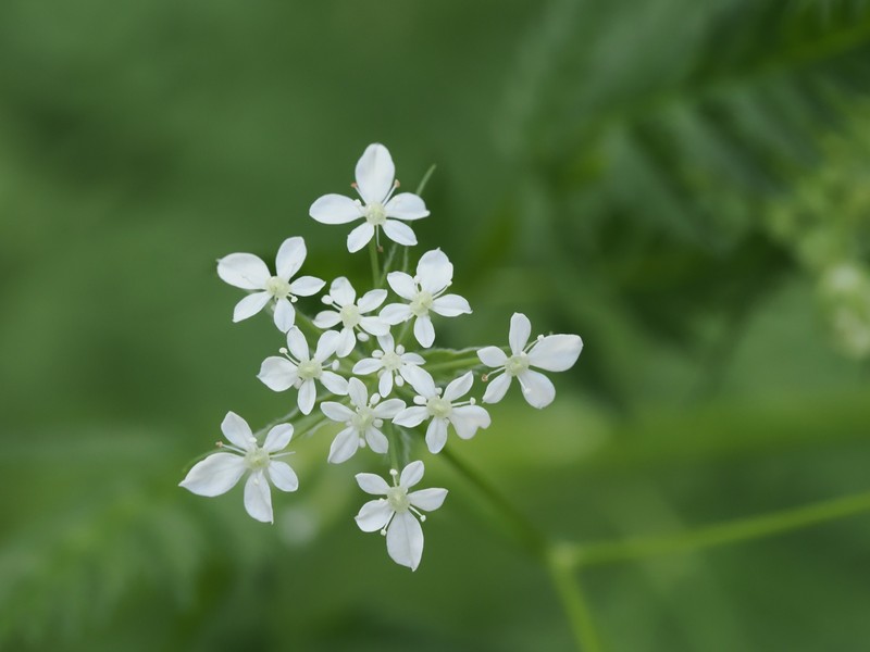 Anthriscus sylvestris subsp. sylvestris photo 4