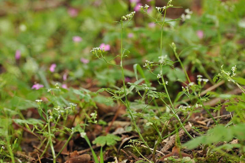 Anthriscus tenerrimus